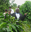 coltivazione di caffè