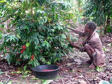 Farmer of Nucafe Farmer of Nucafe