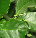catena di valore del caff
