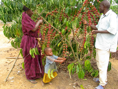 il raccolto del caff robusta