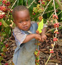 coffee farmers child