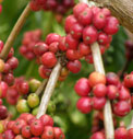 coffee cherries