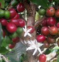 coffee flowers