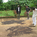 coffee harvest