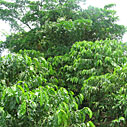 agreement to create an high quality coffee