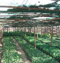 Uganda coffee plantation