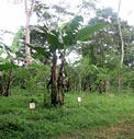 coffee farmer